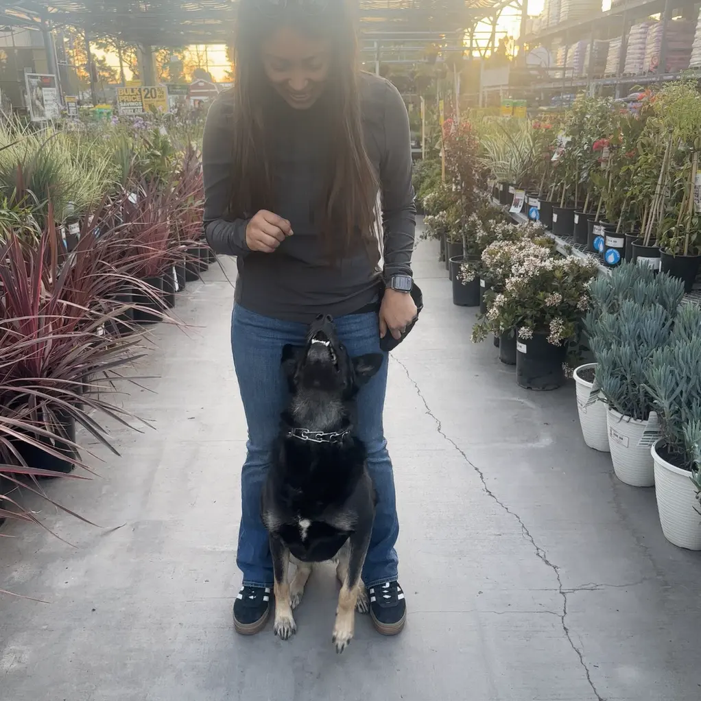 An owner holding her German Shepherd in a sit, on a busy garden centre aisle